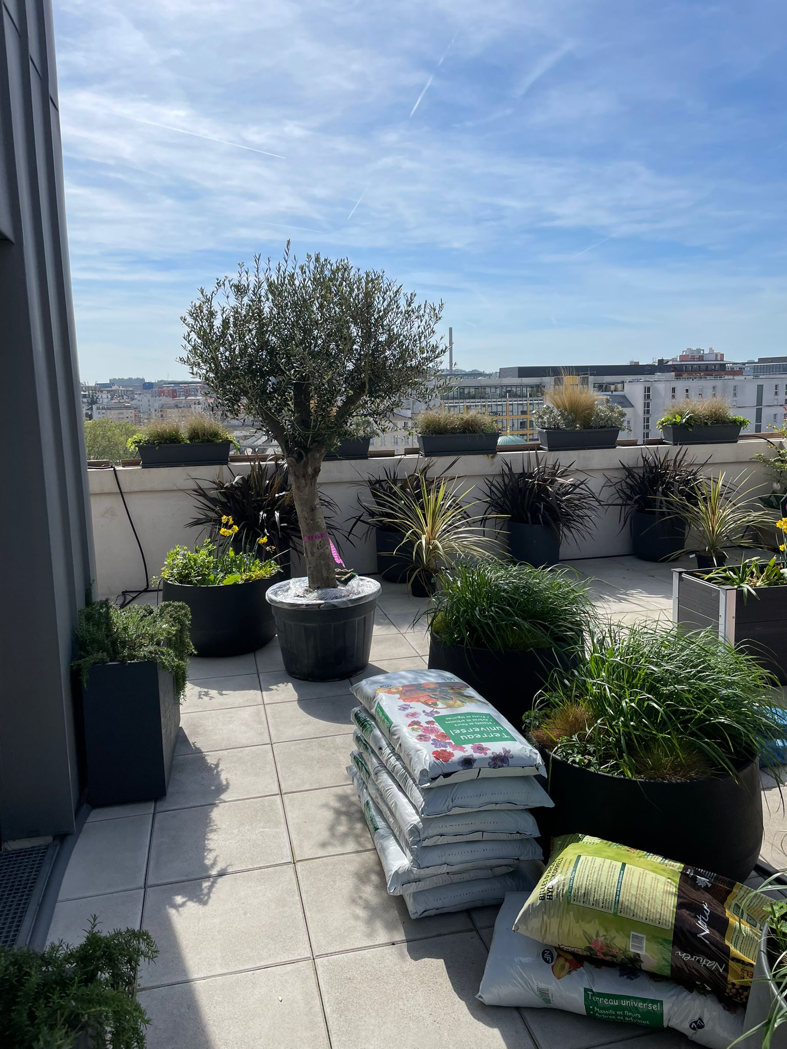 Terrasse ensoleillée avec olivier en pot, plantes diverses, et sacs de "Terreau universel". Aménagement végétal urbain sous ciel bleu.