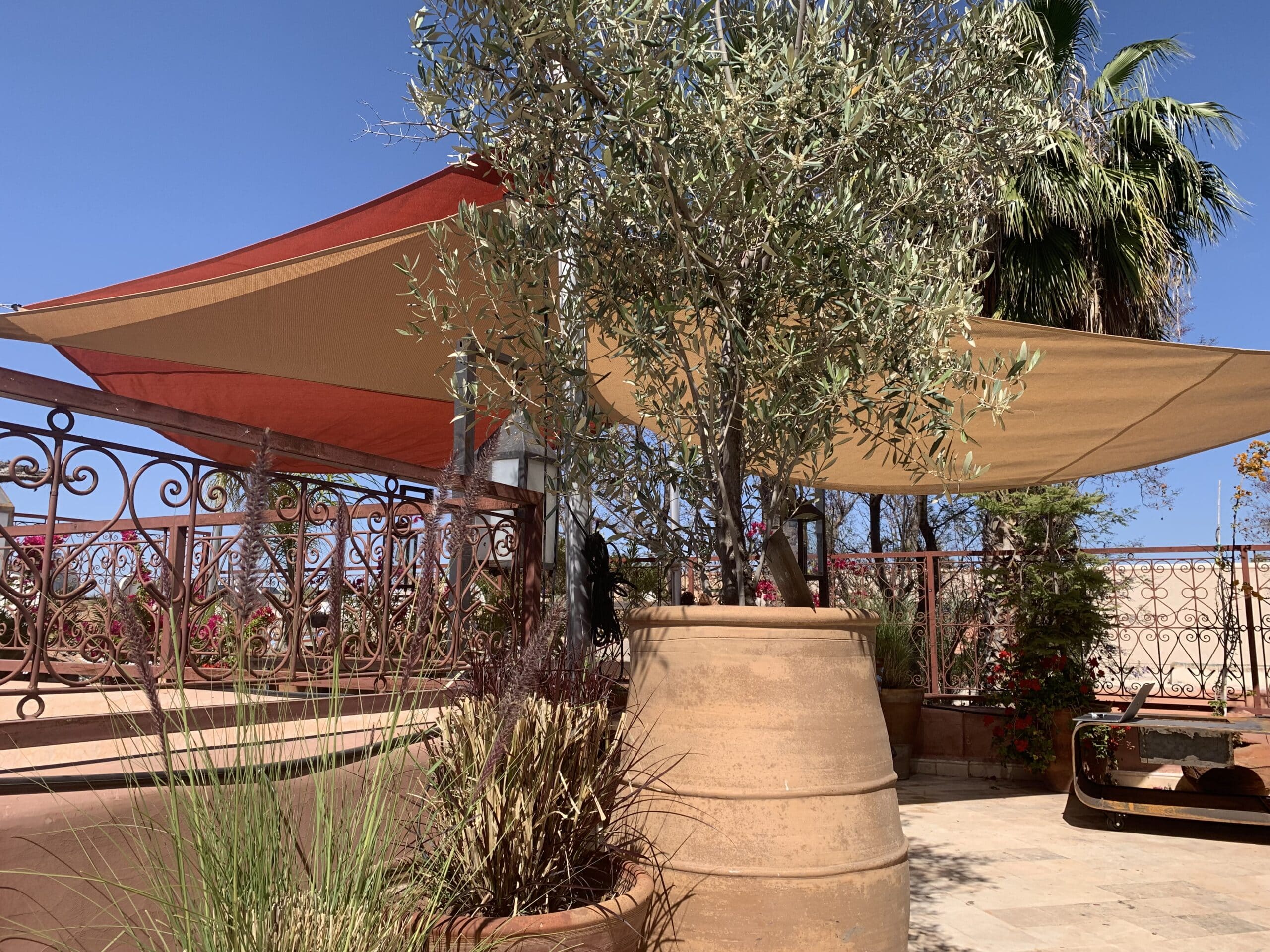 Olivier en pot sur une terrasse ensoleillée sous des voiles d'ombrage. Balustrade en fer forgé et plantes vertes. Ciel bleu éclatant.