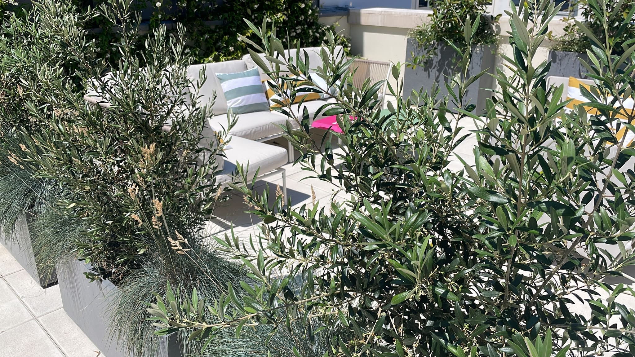 Terrasse moderne et ensoleillée avec oliviers en bacs et graminées. Salon de jardin blanc avec coussins colorés en arrière-plan.