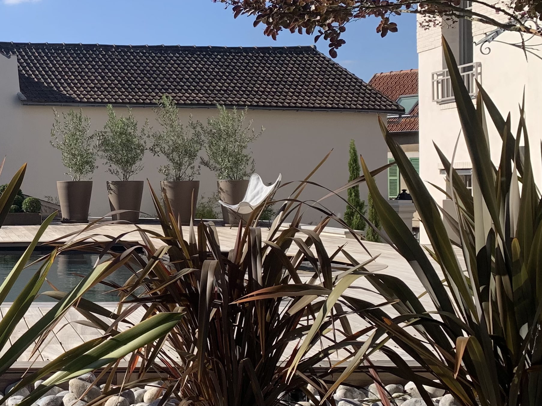 Terrasse moderne avec piscine, plantes sombres, oliviers en pots sur deck en bois. Toits et façade claire en arrière-plan sous ciel bleu.