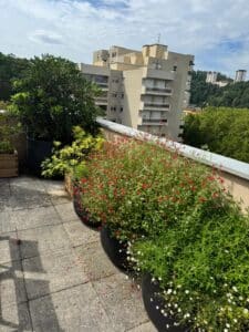 Terrasse ensoleillée avec de grands bacs noirs remplis de fleurs rouges (Salvia) et de verdure, vue sur des immeubles modernes et des collines boisées.