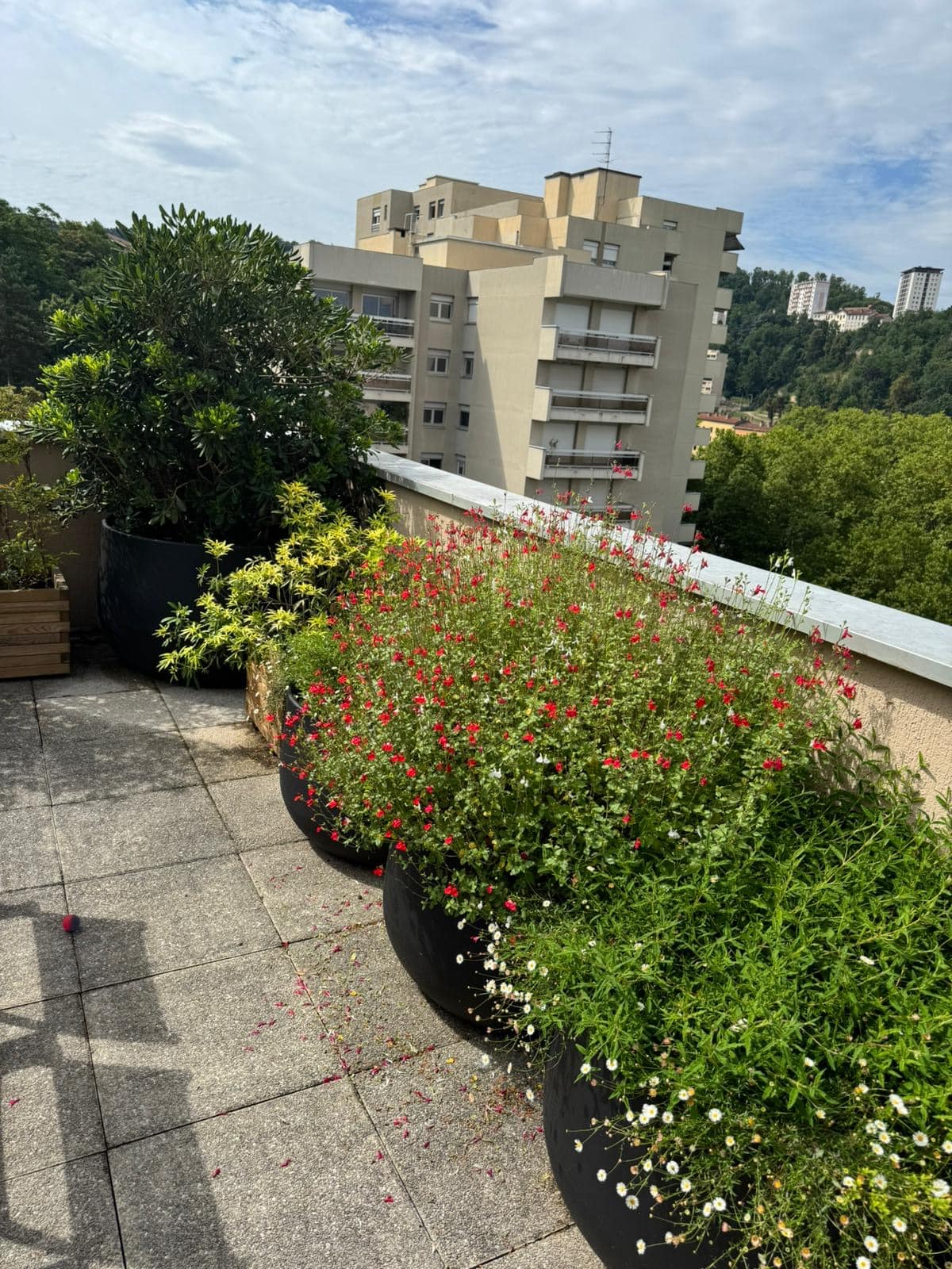 Terrasse ensoleillée avec de grands bacs noirs remplis de fleurs rouges (Salvia) et de verdure, vue sur des immeubles modernes et des collines boisées.