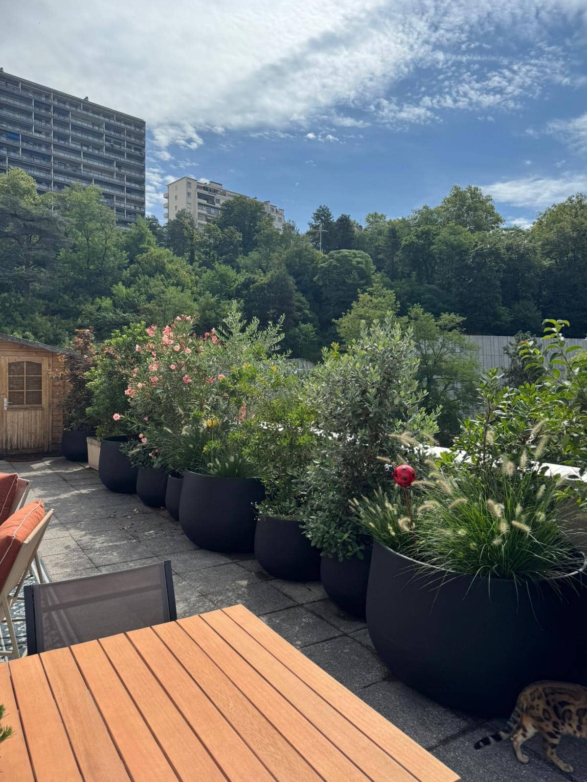 Terrasse urbaine avec grandes jardinières noires remplies de verdure et d'un laurier-rose, devant une colline boisée et des immeubles modernes.