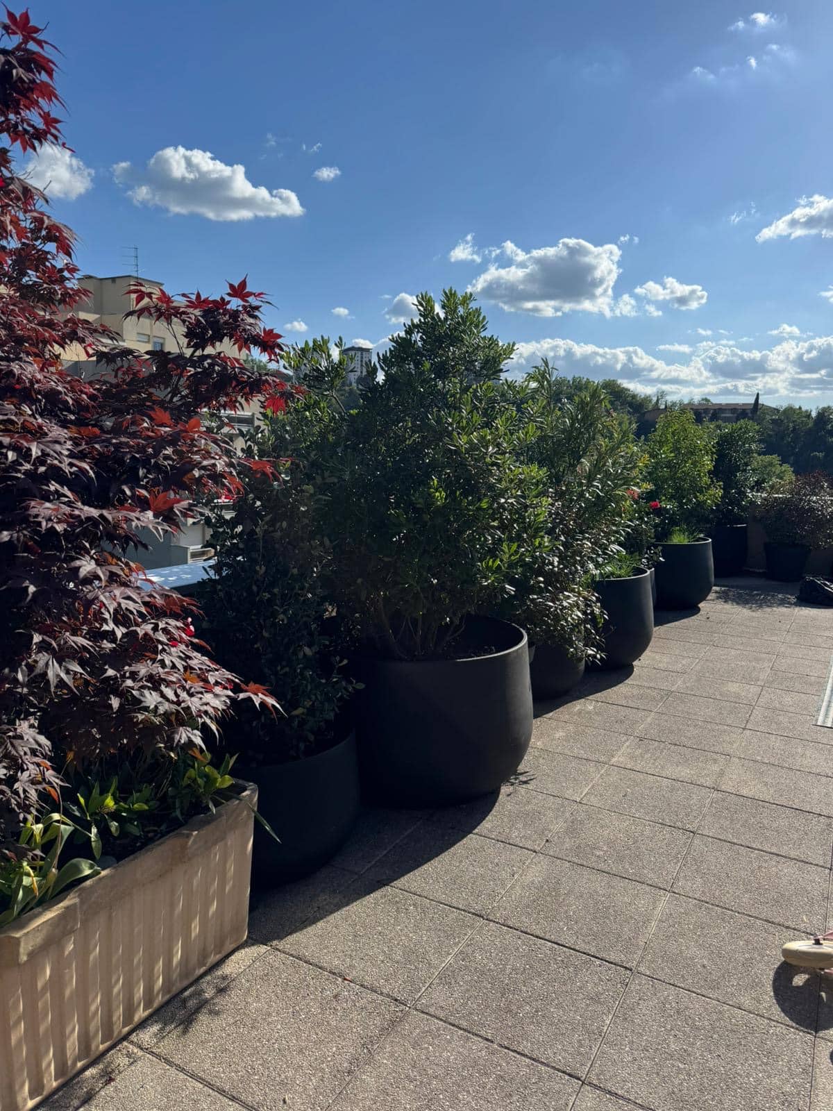 Terrasse ensoleillée avec des arbustes verts en pots sombres et un érable rouge vif sous un ciel bleu nuageux. Le sol est carrelé.