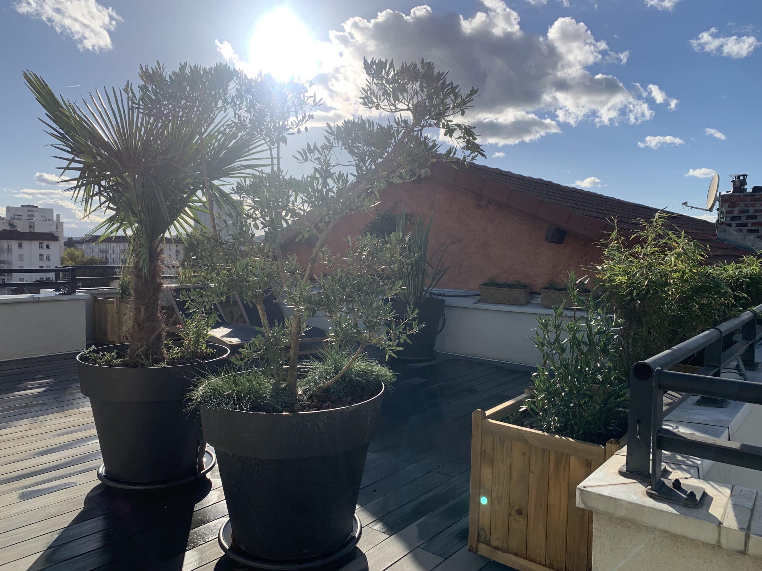 Terrasse de toit ensoleillée avec decking bois, palmier, olivier à olives vertes et bambous. Vue sur la ville et ciel bleu nuageux.