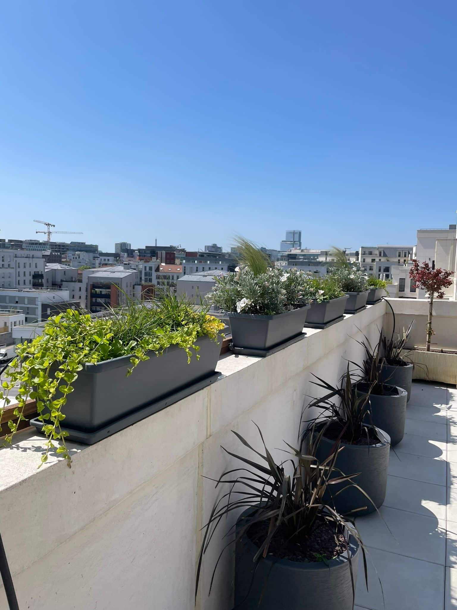 Terrasse ensoleillée sur le toit avec jardinières grises de plantes vertes luxuriantes et fleurs blanches. Vue sur une ville moderne sous ciel bleu.