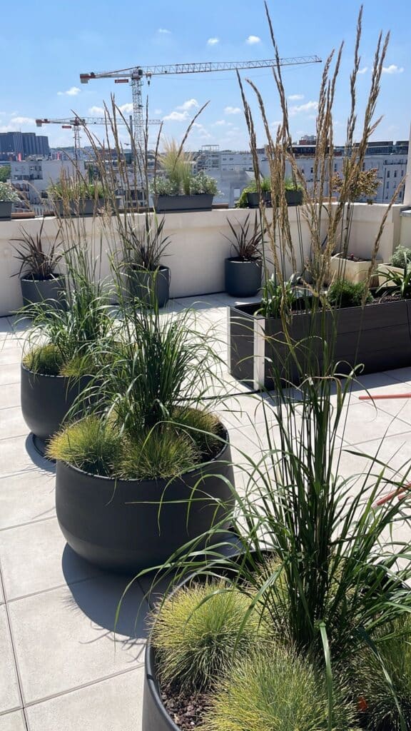 Terrasse sur le toit avec de grandes herbes ornementales en pots foncés, vue sur une ville moderne et des grues de construction sous un ciel bleu.