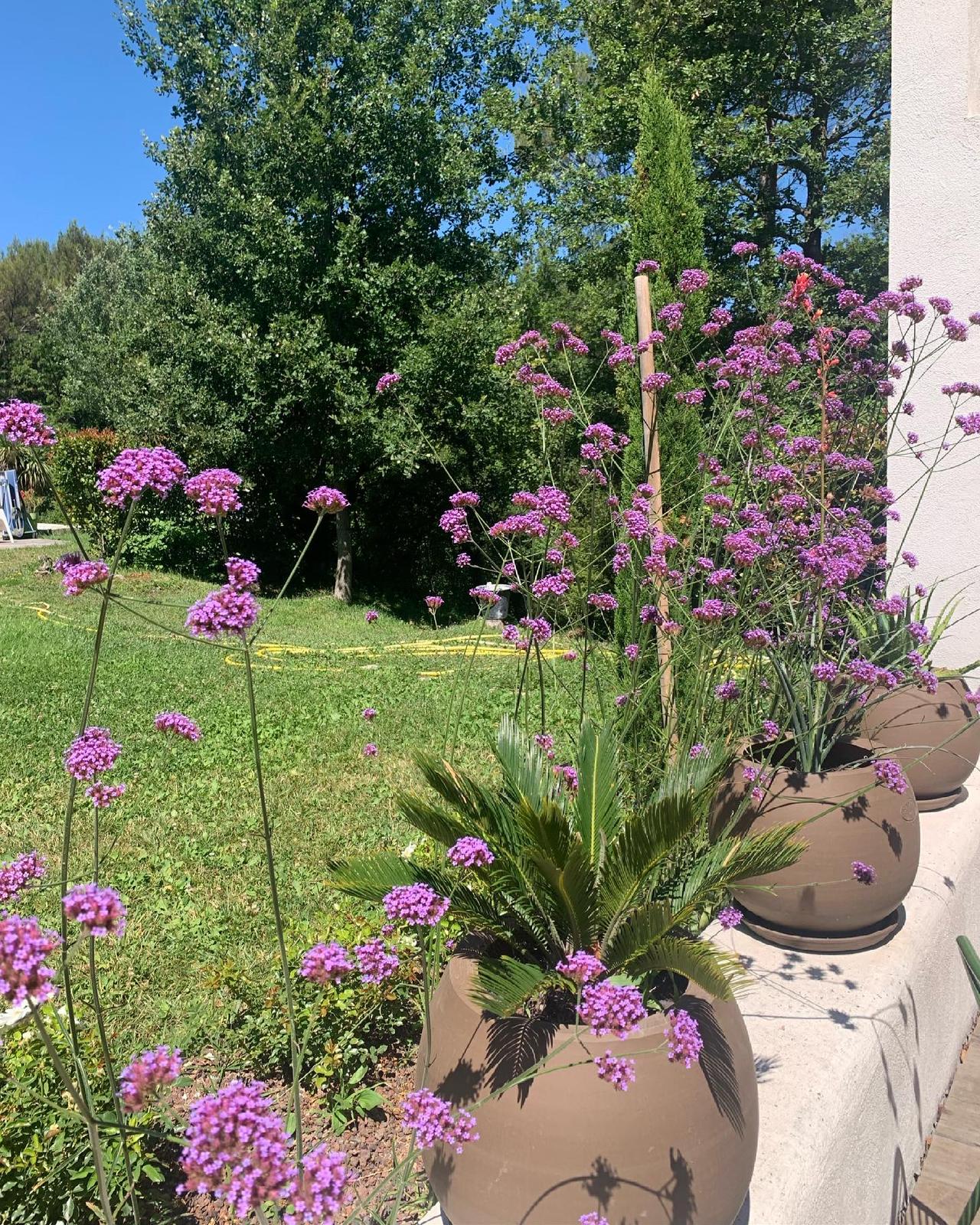 Jardin ensoleillé avec des fleurs violettes de verveine dans des pots en terre cuite et sur une pelouse verte, un cycas et des arbres.